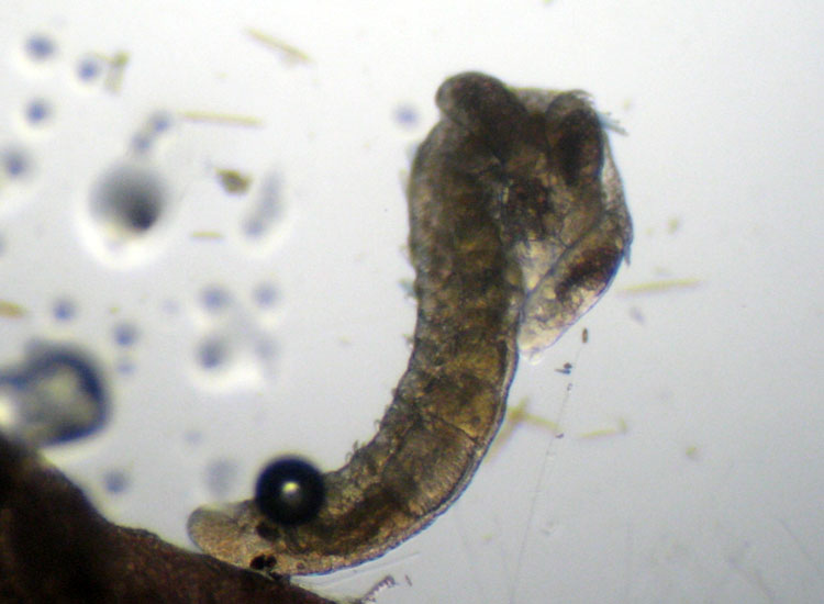 (Micro)mostri marini